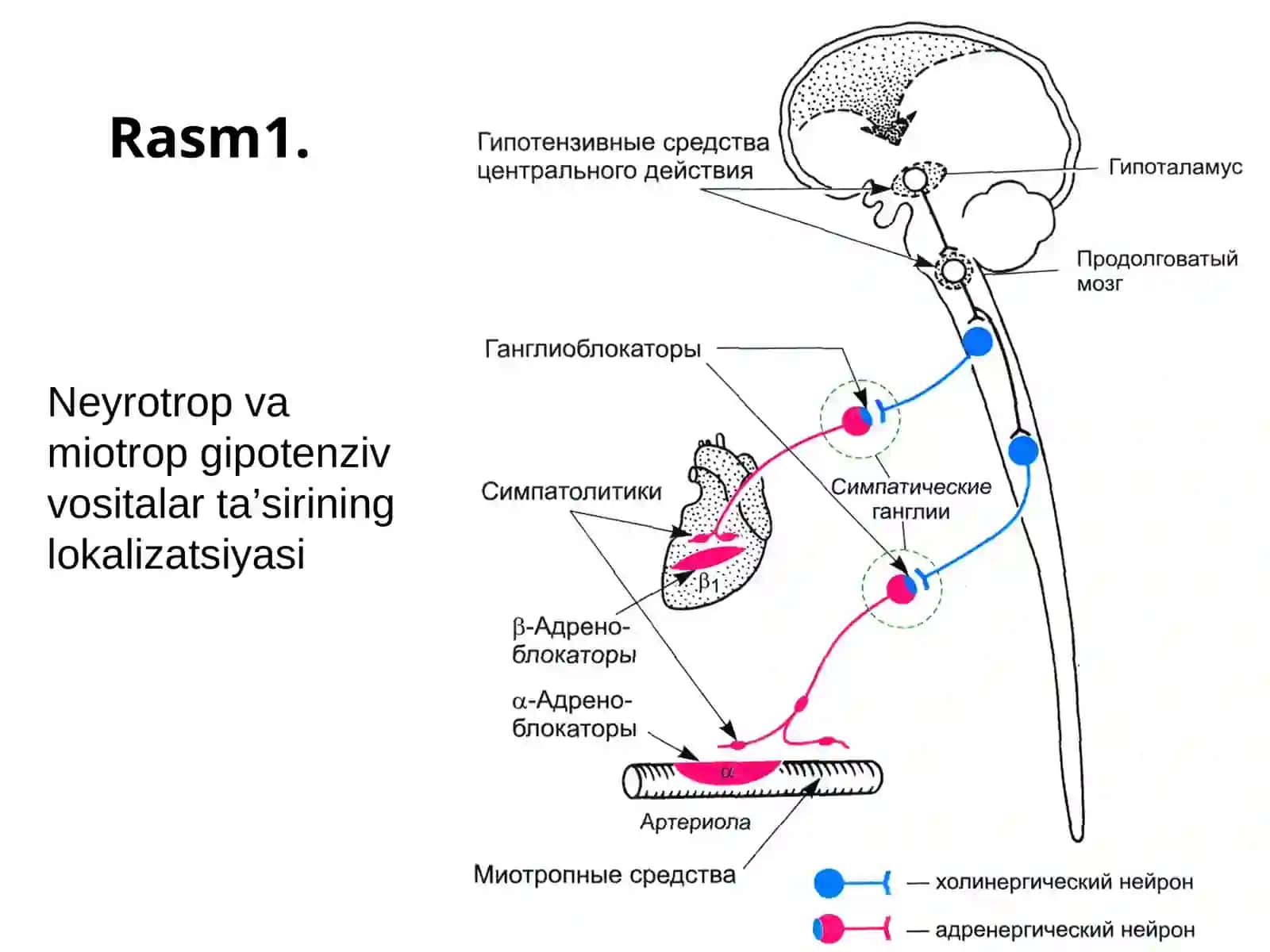 gipotenziv vositalar 4