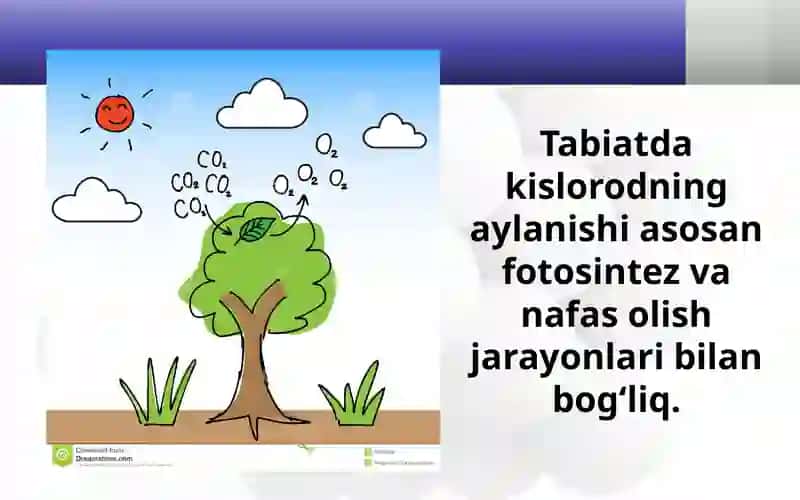 Kislorodning tabiatdagi aylanishi 4