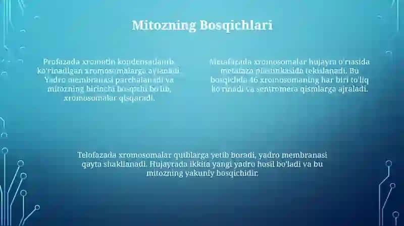 Mitoz va uning turlari 4