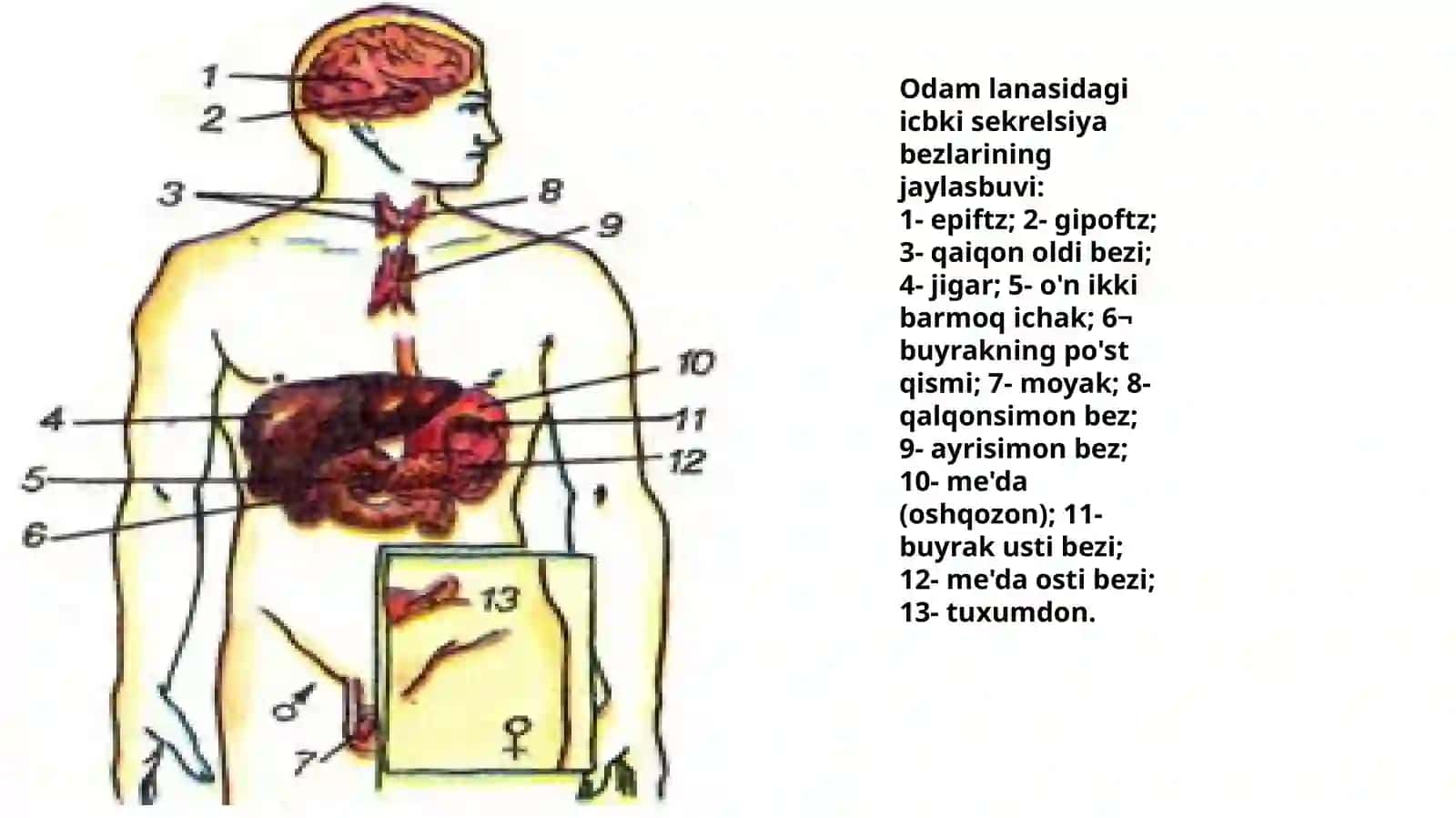 Ichki sekretsiya bezlari 4