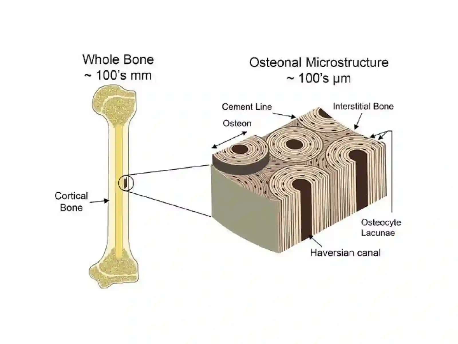 Medical Biology (Histology)Lec.9 4