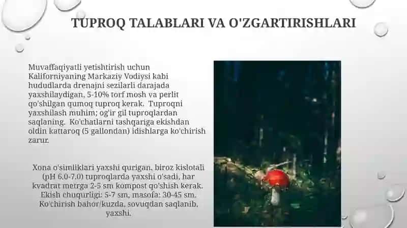 Xona o'simliklarini ekish va ko’chirib o'tkazish 4