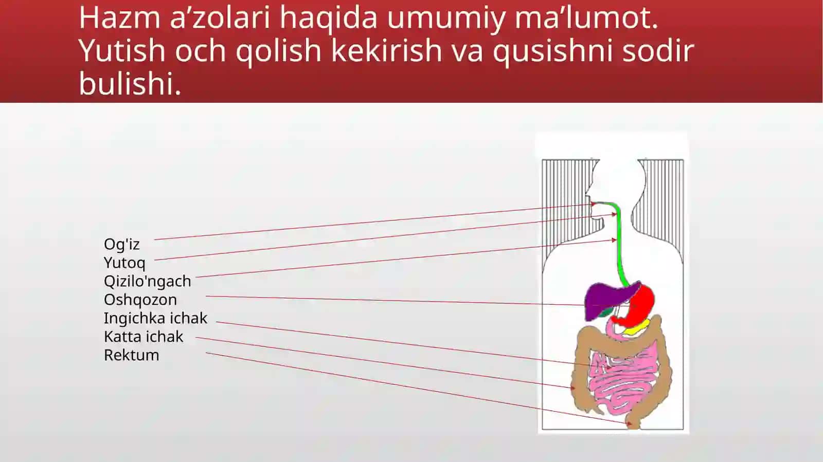 Ovqathazmqilishorganlari 4