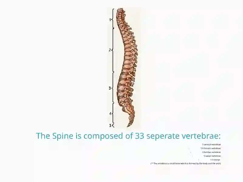 Skeleton 4