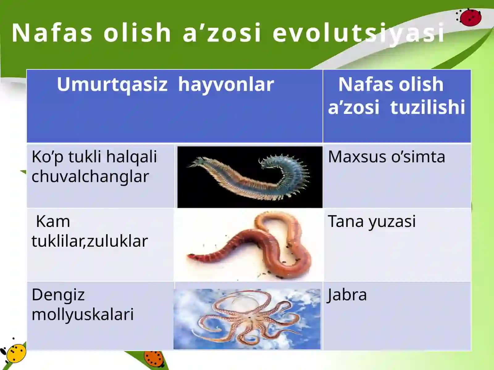 Hayvonlarning nafas olish organlari evolutsiyasi 4