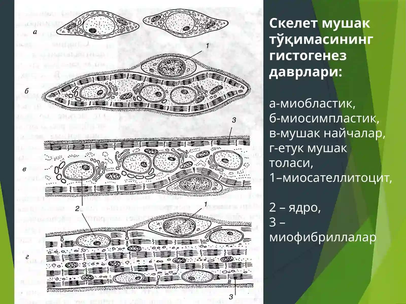 Мушак тўқимаси 4