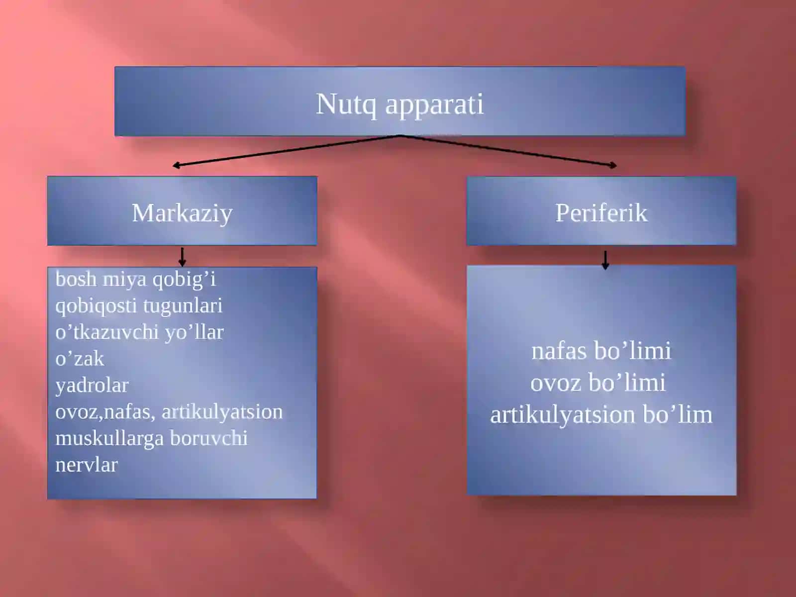 NUTQNING ANATOMIK-FIZIOLOGIK MEXANIZMLARI 4