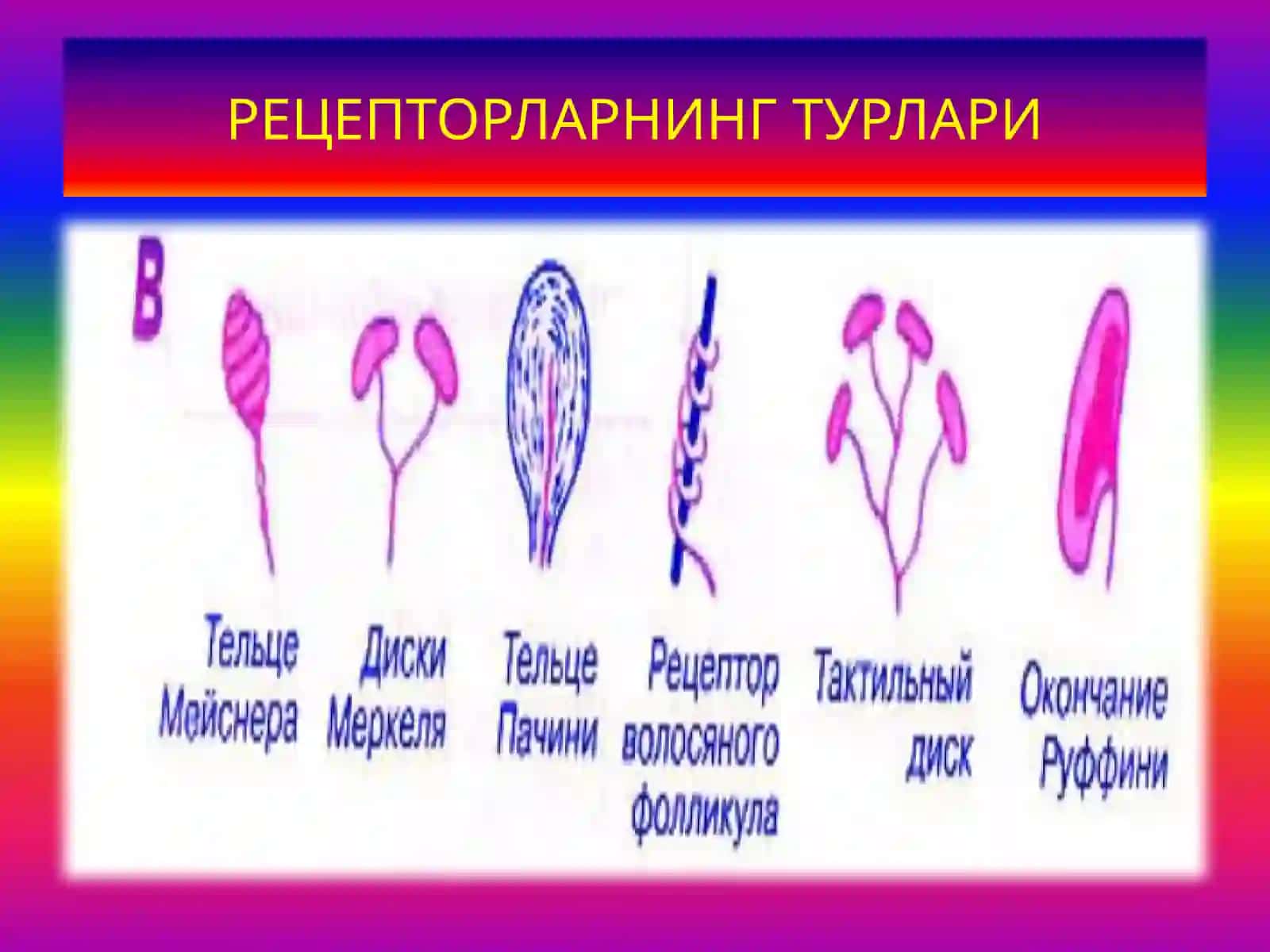 ФИЗИОЛОГИЯ 4
