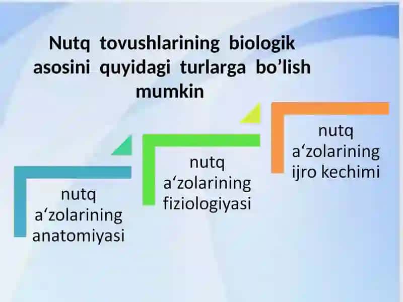 NUTQ ORGANLARI 4