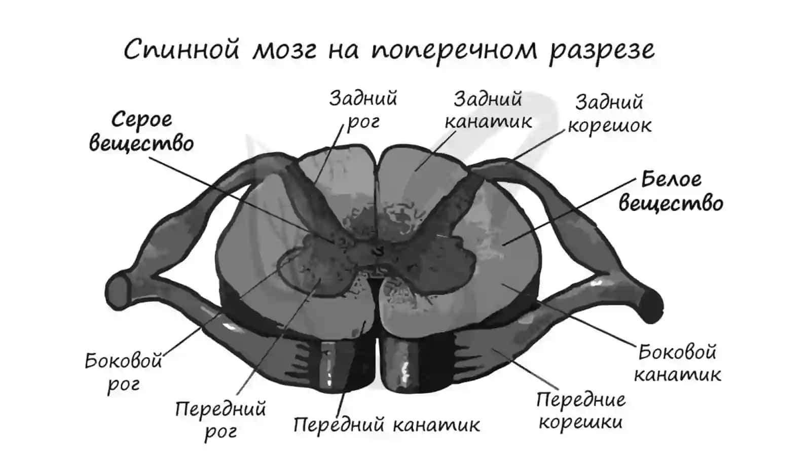 Orqa miya segmentlari va qavatlari. MRTda anatomik ko'rinishi Spina  morfologiyasi 4