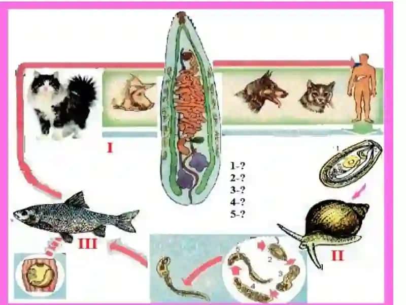 So’rg’ichlilar (Trematodes) sinfi 4