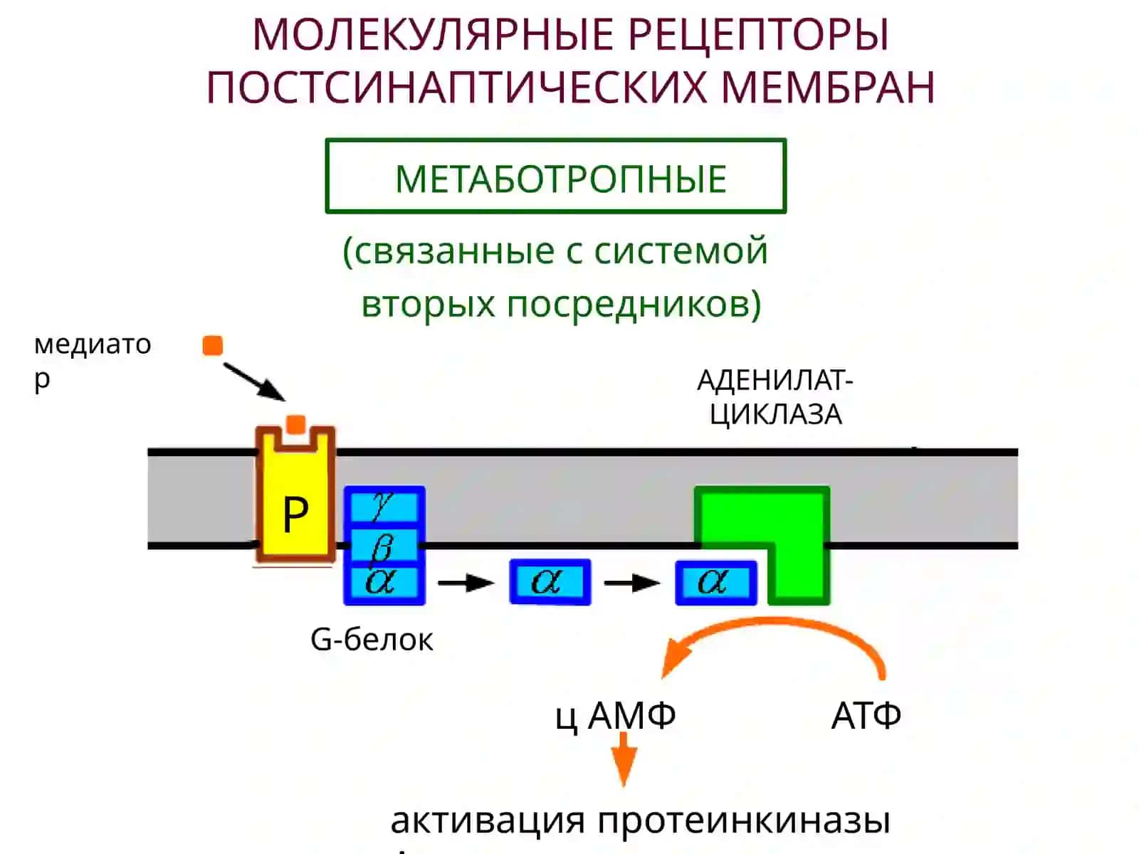 НЕЙРОМЕДИАТОРЫ 4