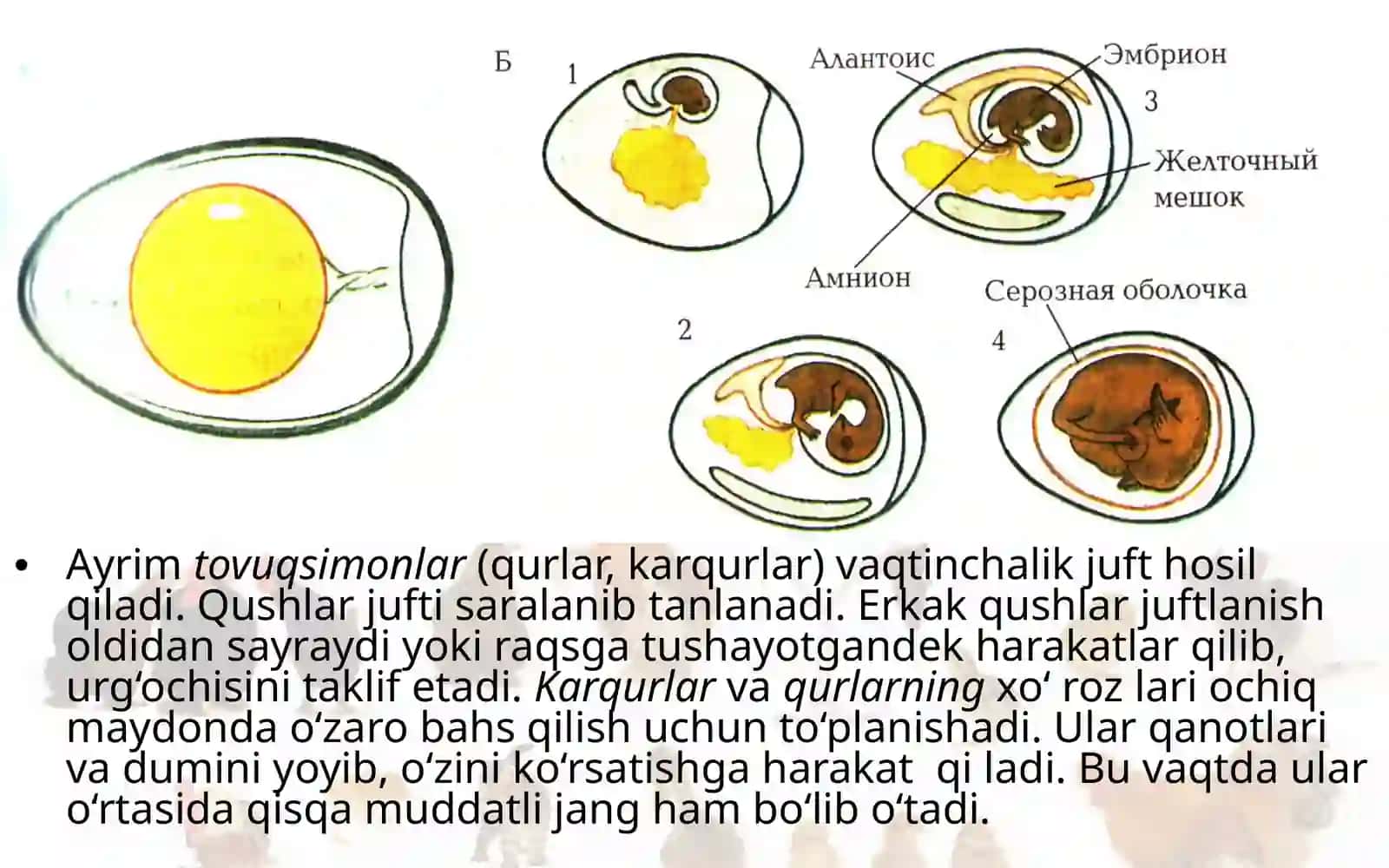 Qushlarning ko‘payishi, rivojlanishi va kelib chiqishi 4