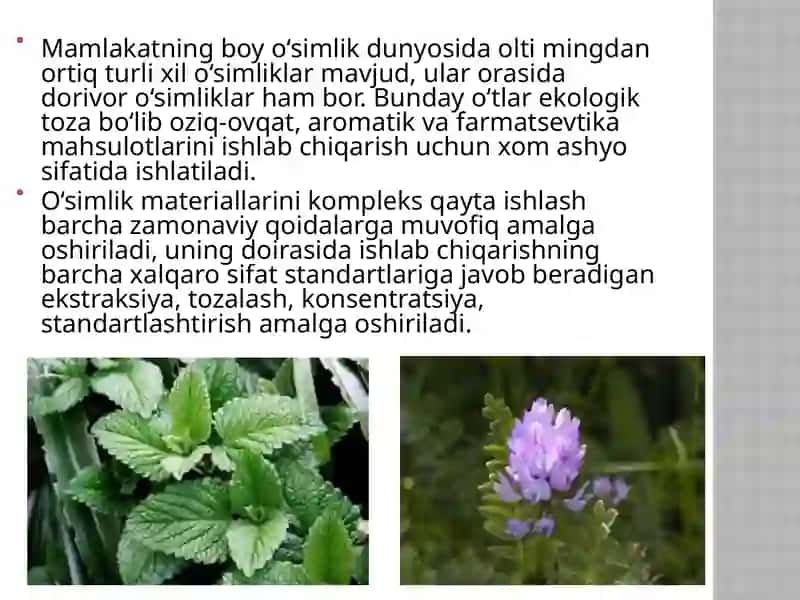 Foydali o’simliklar 4