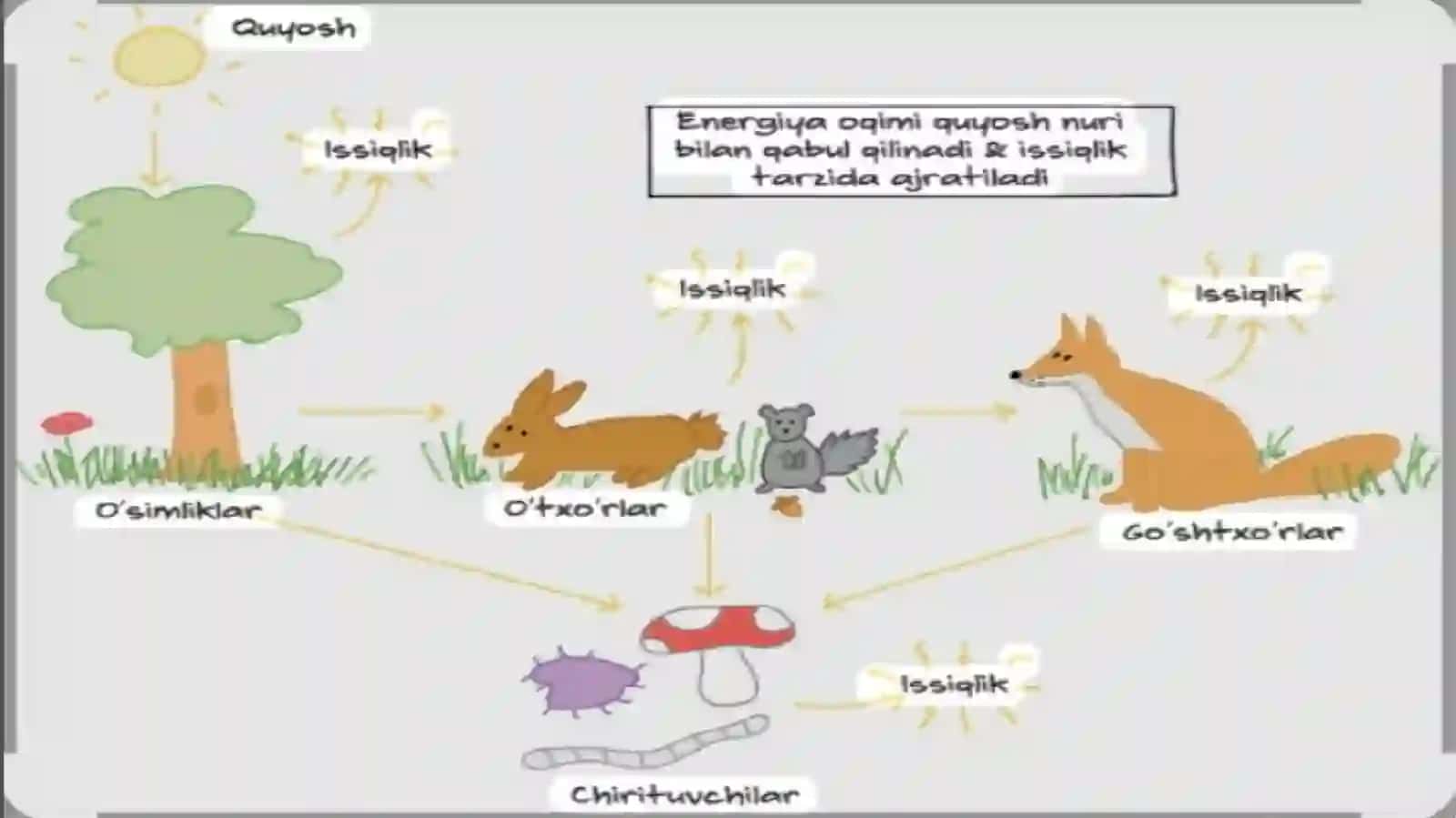 O`SIMLIK VA HAYVONLARNI MUHOFAZA QILISH 4