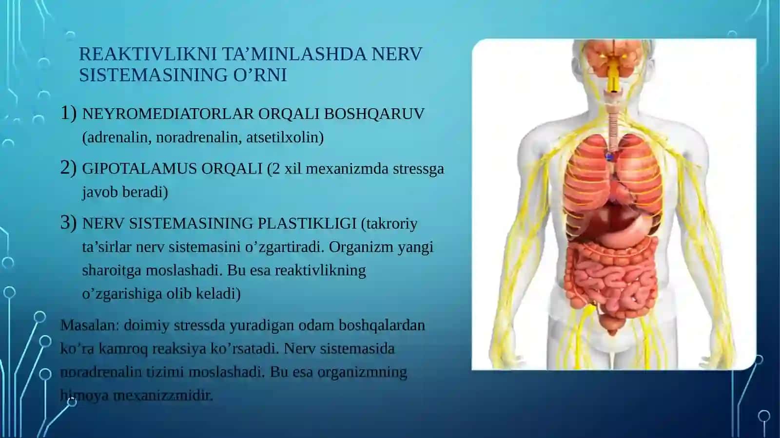 Nerv va endokrin sistemasi reaktivlik va rezistentlikning shakllanishida o’rni 4