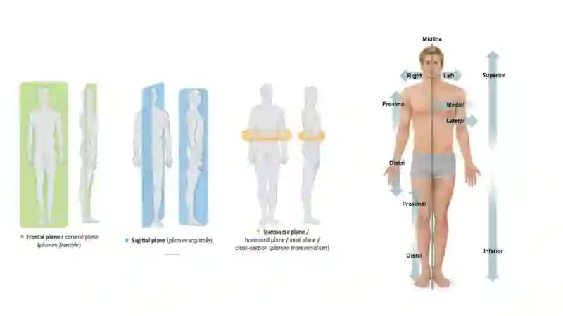 O'ZBEKISTONDA ANATOMIYA FANINING RIVOJLANISHI 4