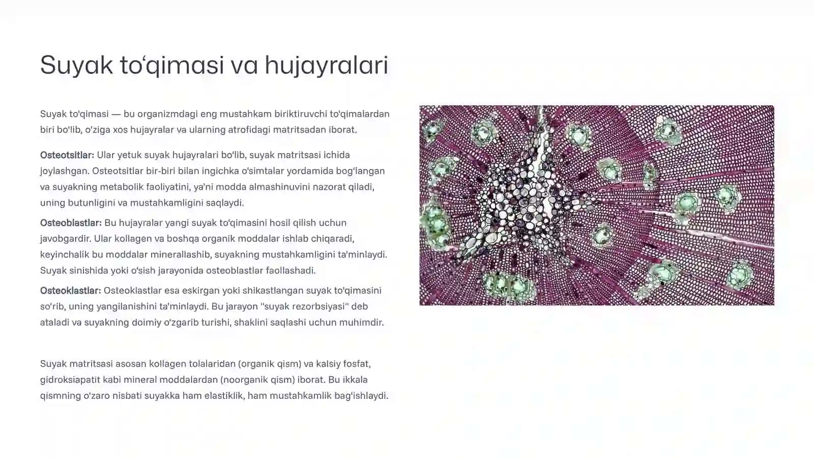 Suyak tiplari va shilliq qavat anatomiyasi 4