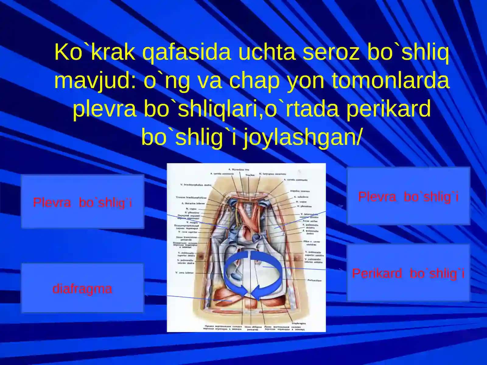 Ko`krakning klinika anatomiyasi 4