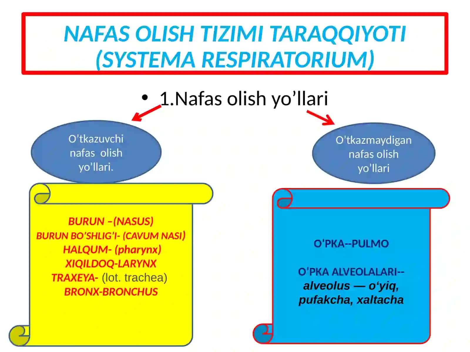 Nafas olishtizimi 4