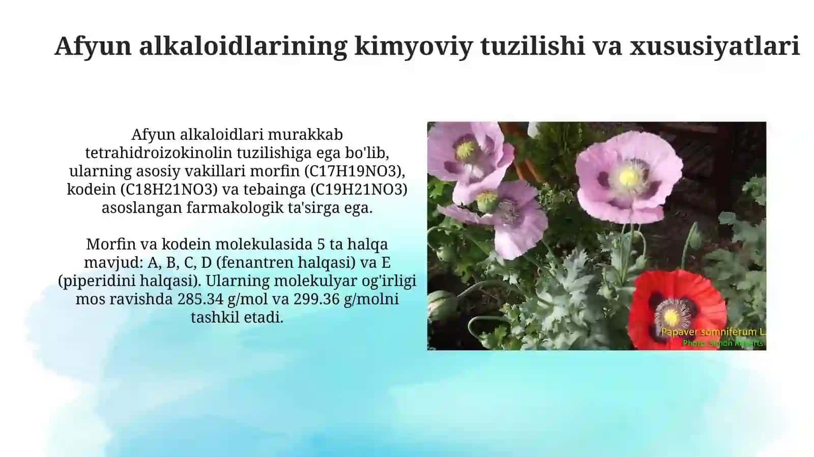 Afyun alkaloidlari 4