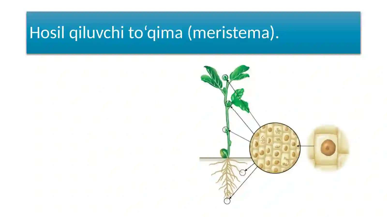 To‘qimalarnio‘rganuvchi fan-Gistologiya 4