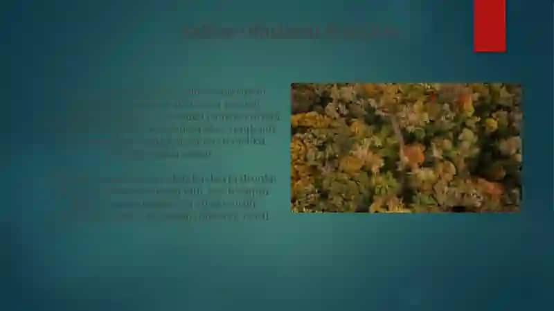 Tabiiy kartalarni tahrirlash va tuzishning o'ziga xos (dronlarning)qo‘llanilishi 4