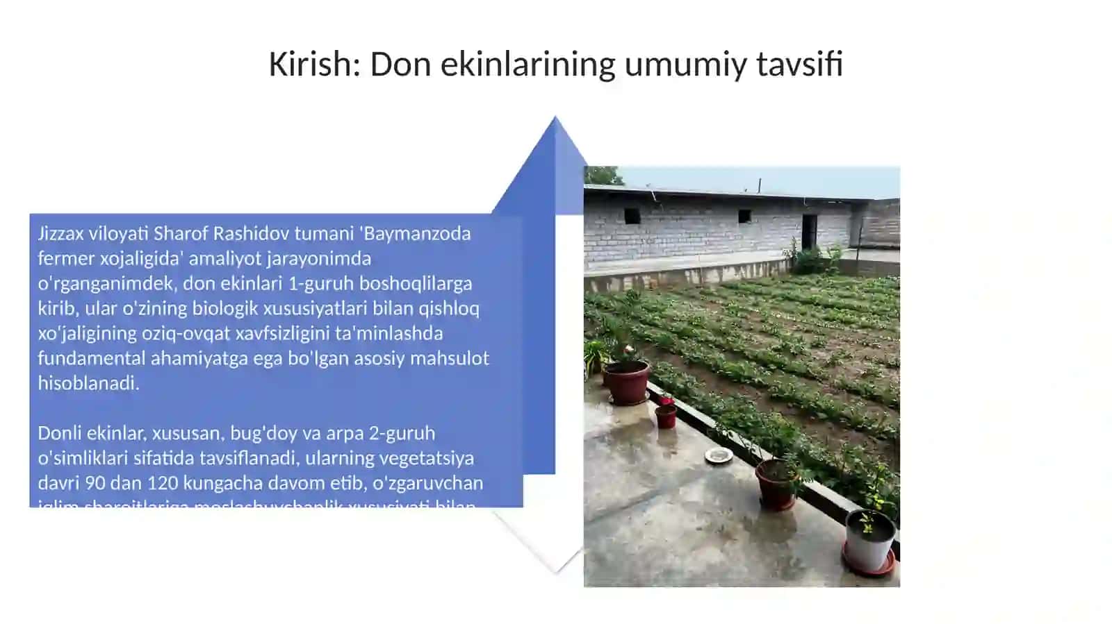 Gʻalla ekinining biologik hususiyatlari va xalq xojaligidagi ahamiyati 4