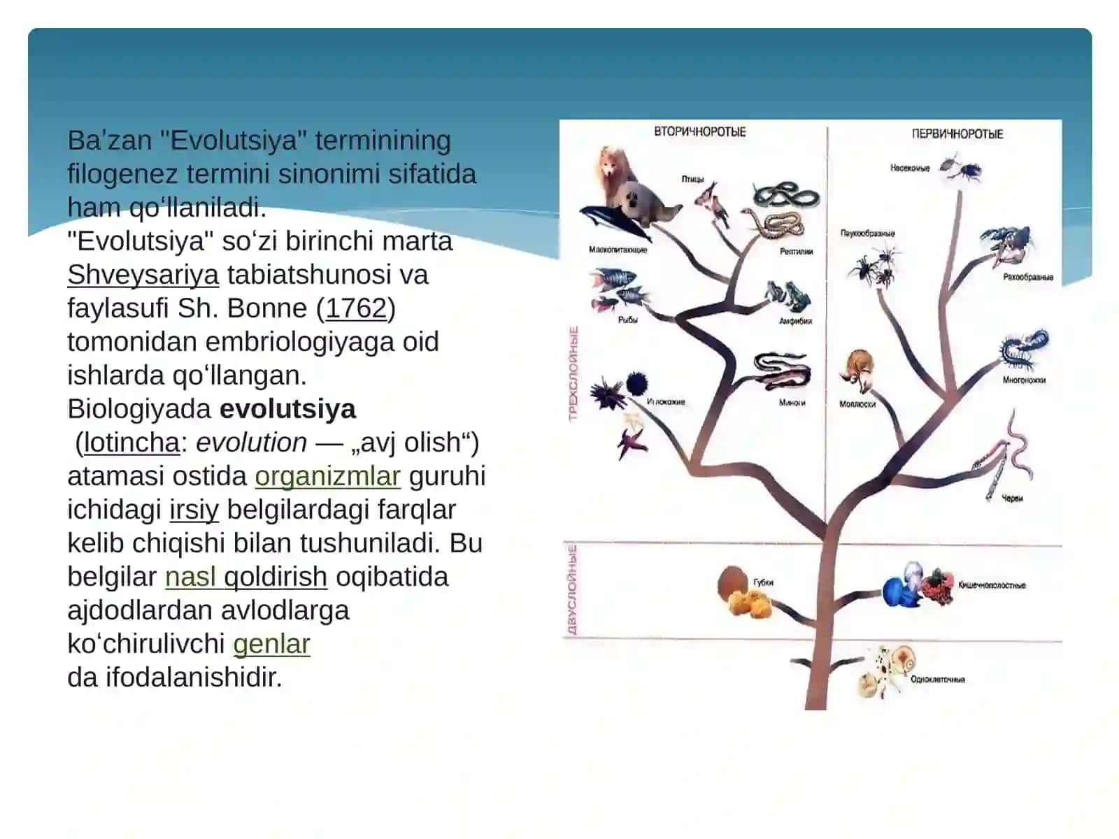 HAYVONOT DUNYOSINING TURLI SISTEMATIK GURUHLARI O‘RTASIDAGI FILOGENETIK MUNOSABATLARNI O‘RGANISH 4