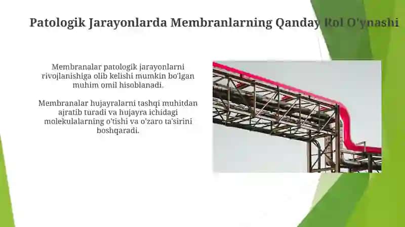 Membranalar Buzilishlarni Patalogik Jarayonni Kelib Chishidagi O'Rni 4