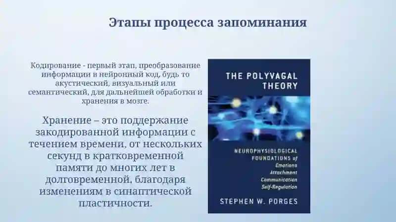 Понятие о памяти и её нейрофизиологической основе 4