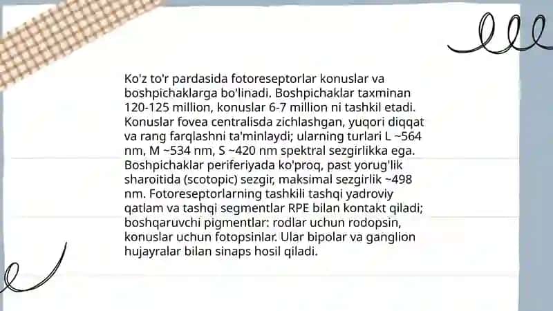 Ko'z to'r pardasi, oliy markazi va nervlari joylashuvi 4