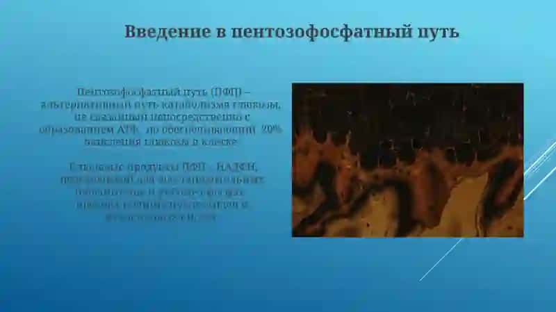 Пентозофосфатный путь окисления глюкозы в клетке 4