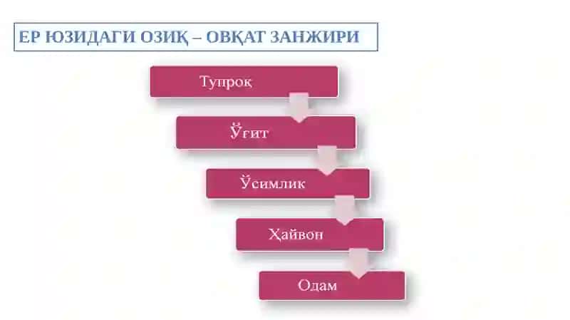 ЕР ЮЗИДАГИ ОЗИҚ – ОВҚАТ ЗАНЖИРИ 4