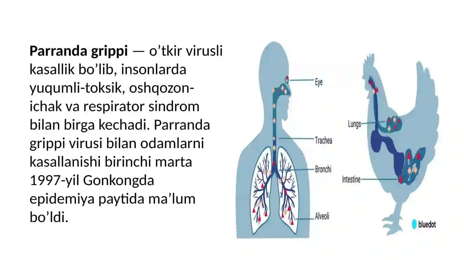 Mavzu: Parranda grippi va uning xozirgi kundagi muammolari. 4