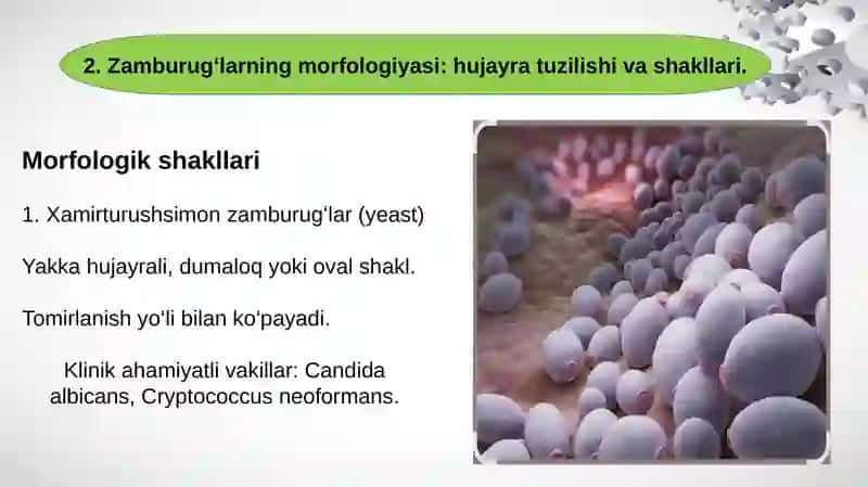 ZAMBURUGʻLAR. ULARNING MORFIDAGIYASI, STRUTURASI  VA ULARNI OʻRGAISH USULARI 4
