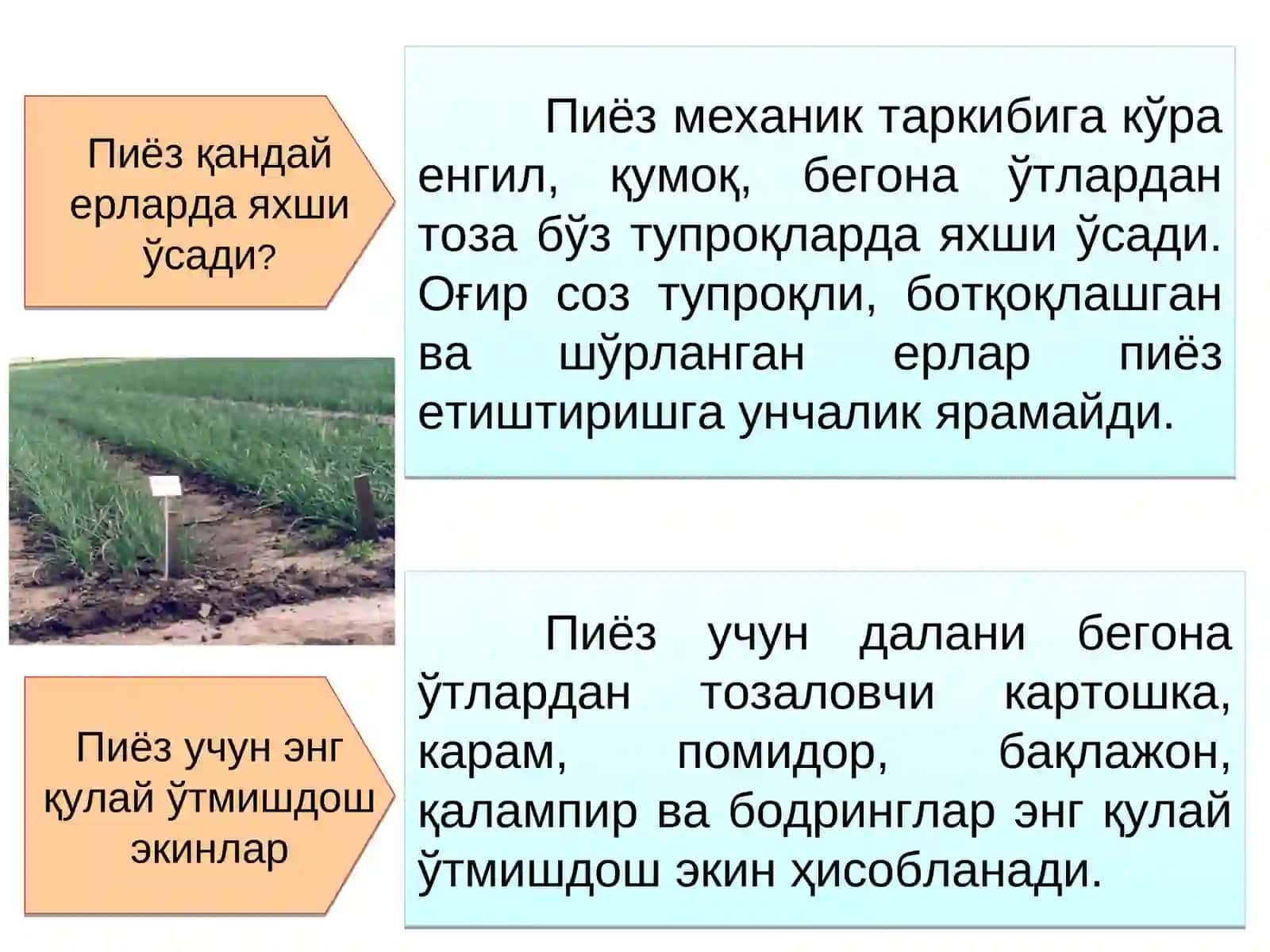 Пиёзли сабзавотлар биологияси ва етиштириш технологияси 4