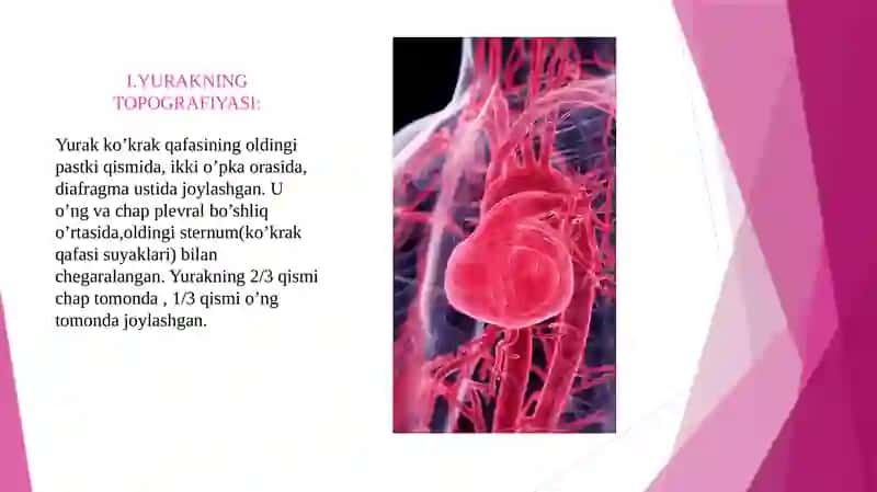 Yurak Fiziologiyasi va Topografiyasi 4