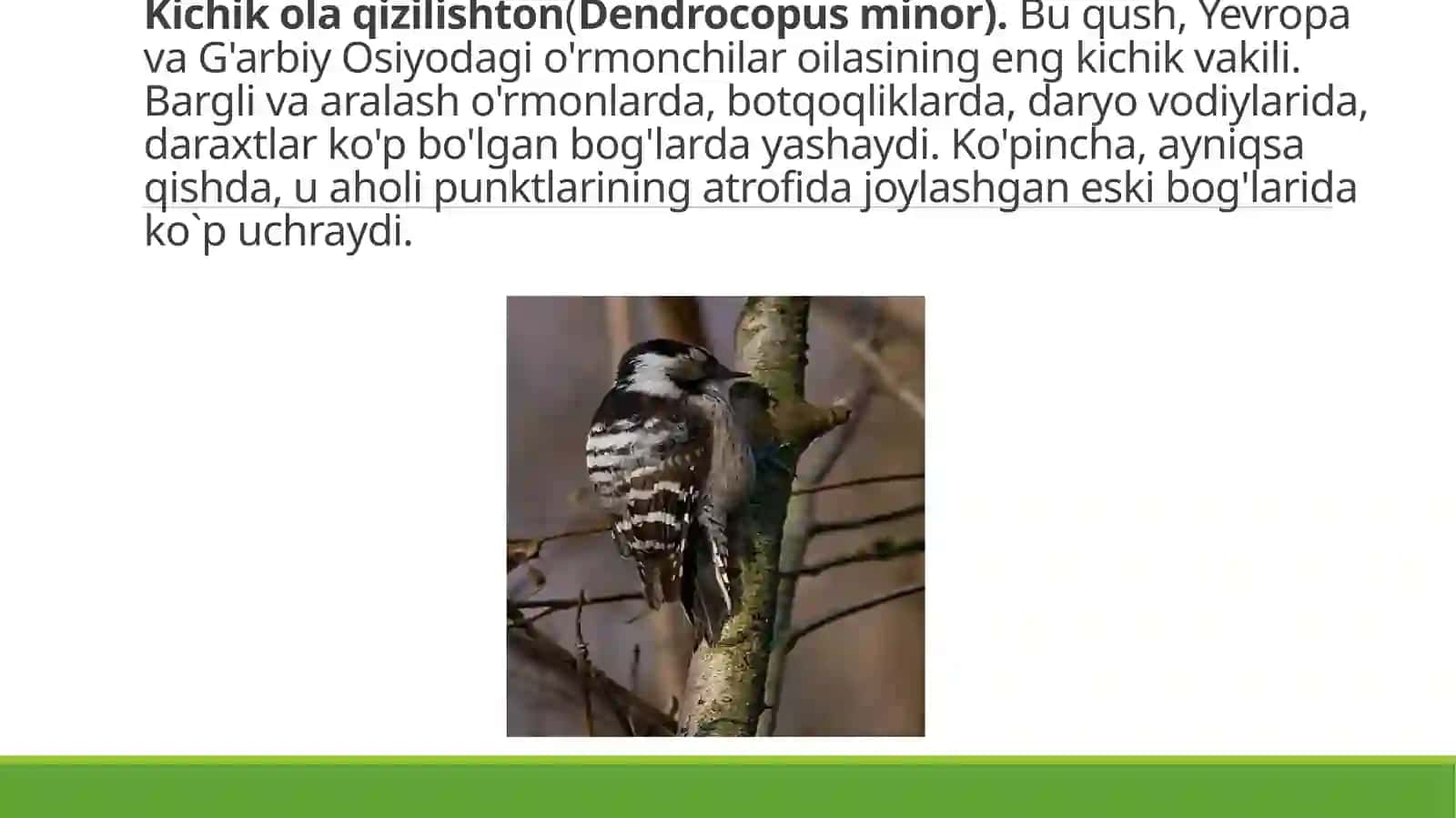 Hasharotxo`r qushlar, ularning tabiatda va inson hayotidagi o`rni 4