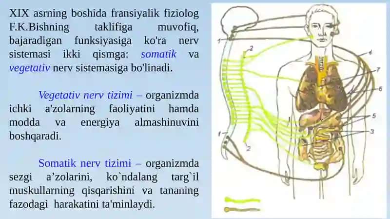 Markaziy nerv tizimining umumiy fiziologiyasi 4