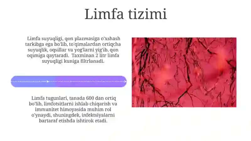 Qon va limfa 4