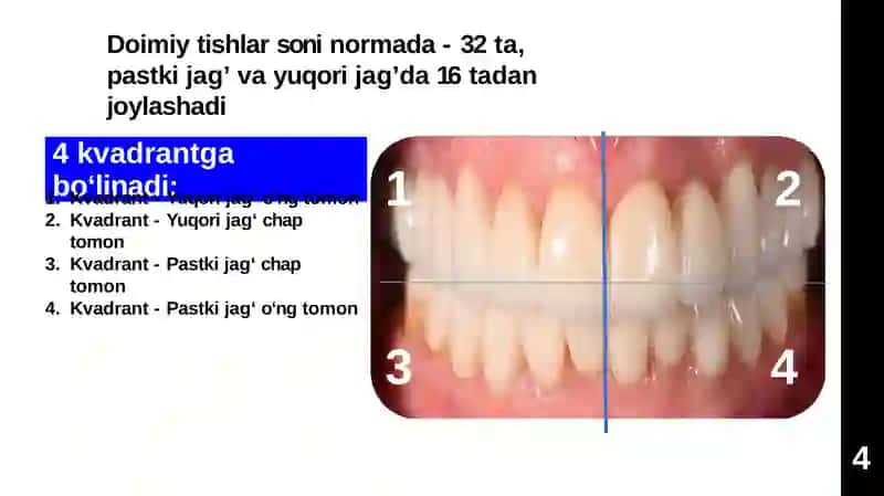 TISHLAR ANATOMIYASI 4