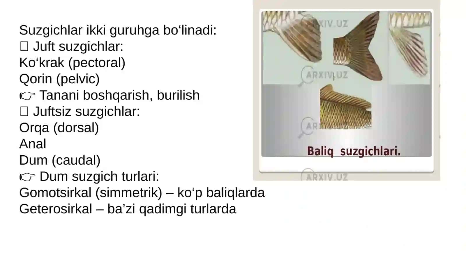 Suyaklibaliqlar(osteichthyes)sinfi 4