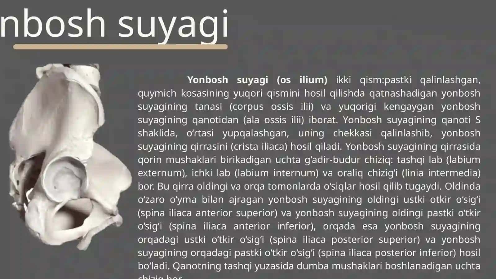 Chanoq kamari va oyoq erkin qismi suyaklari : tuzilishi va ularning yoshga doir xususiyatlari 4