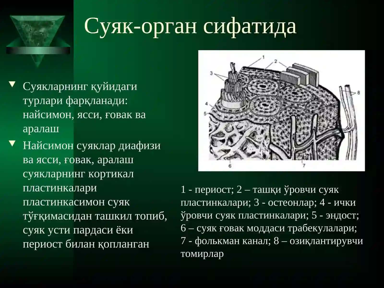 Суяк тўқимасининг РЕГЕНЕРАЦИЯСИ 4