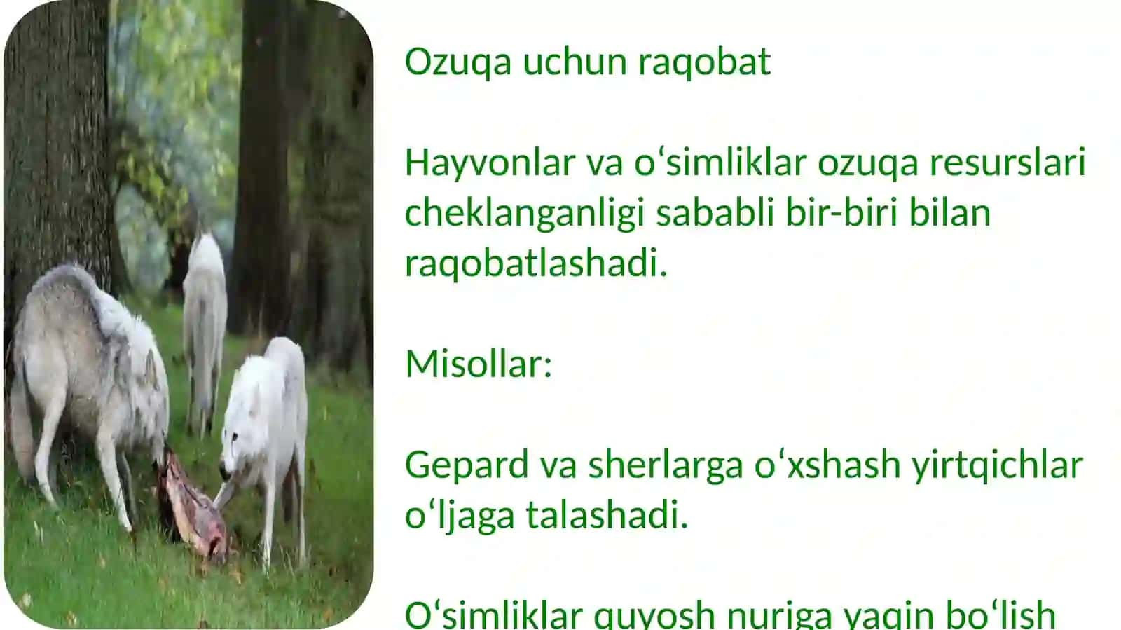 Hayvonlar oʻrtasidagi konfliktlar 4