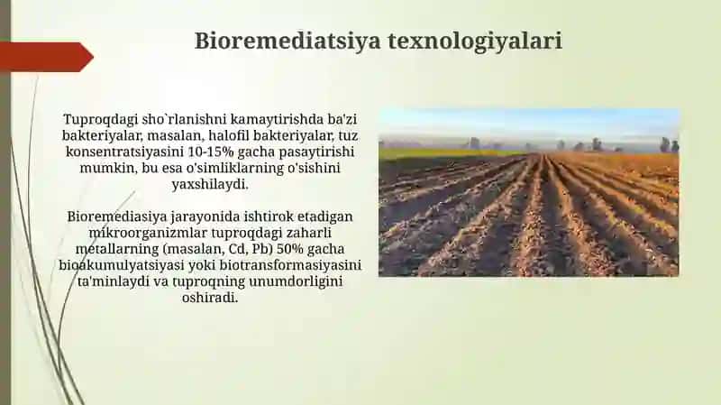 Tuproq sho'rlanishiga samarali ta'sir qiluvchi mikrob biotexnologiyalar 4