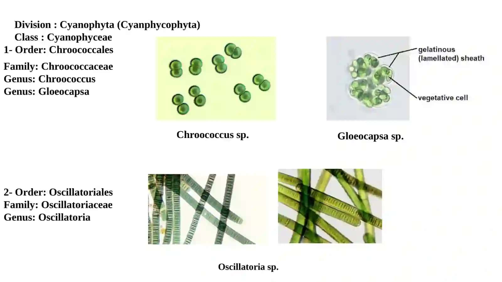 Practical Plant Groups Lab. 1 4