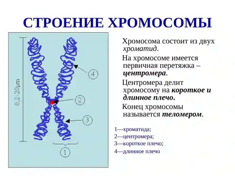 Xromosomalarning tuzulishi 4