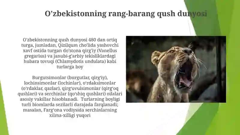 O'zbekistonning yirik sut emizuvchilari 4